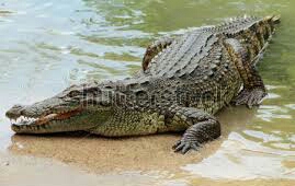 रोहिनी नदी के सोनौली मे आया मगरमच्छो का झुंड ------