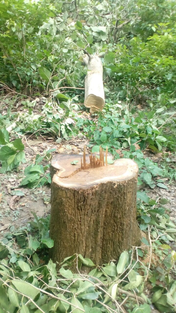 बनो के सफाये मे जुटे लकड़ी चोर ----