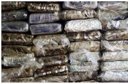 भारत- नेपाल सीमा से एसएसबी ने पकड़ा 41 किलोग्राम चरस, पुलिस को देख तस्कर हुए फरार-