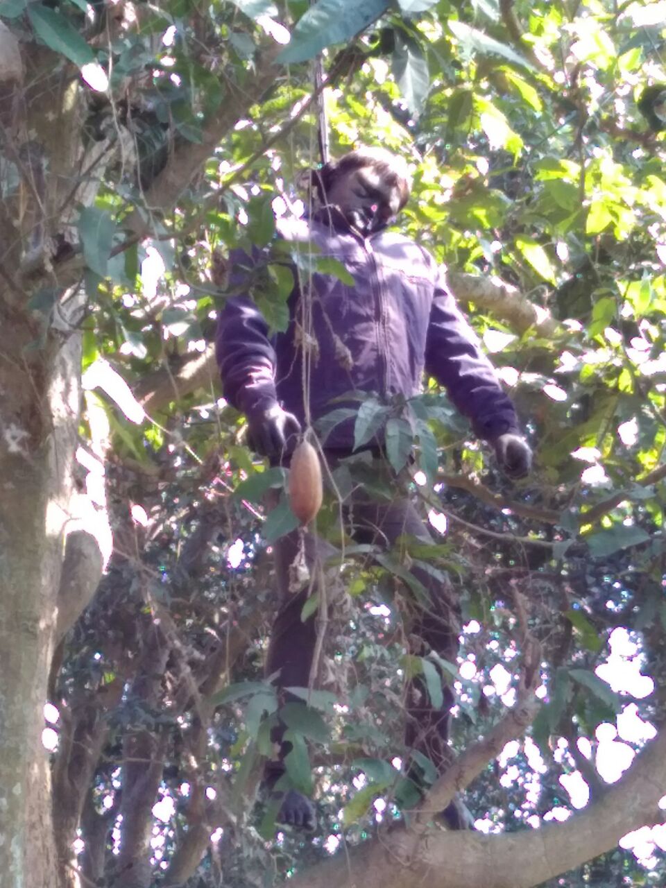 नेपाल निवासी युवक का संदिग्ध अवस्था मे पेड़ से लटकते मिला शव --