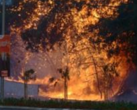 कोल्हुई थाना क्षेत्र के फुलवरिया मे सात एकड़ गेहूँ की फसल जलकर खाक --