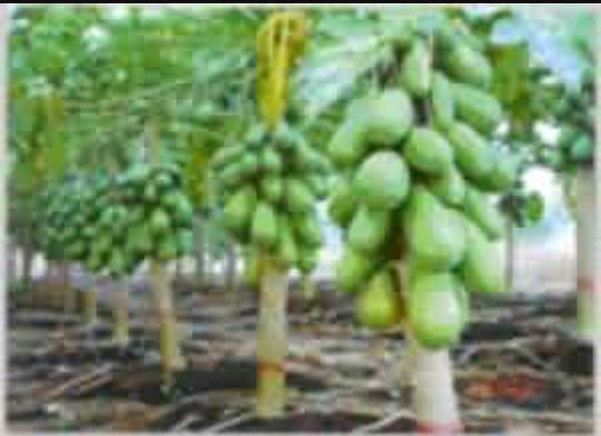 तराई के किसानों के लिये संजीवनी बनेगी पपीते की खेती -एक संस्था करेगी किसानों को जागरुक