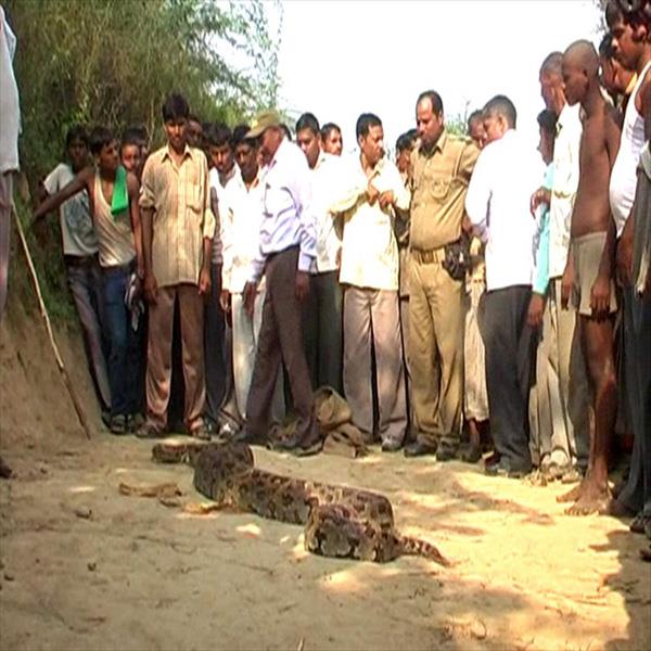 इटावा में अजगरों की दहशत, निकल रहे एक के बाद एक अजगर