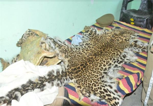 नहीं रुक रही लुप्तप्राय वन्यजीवों की तस्करी, दो तेंदुआ की खाल बरामद