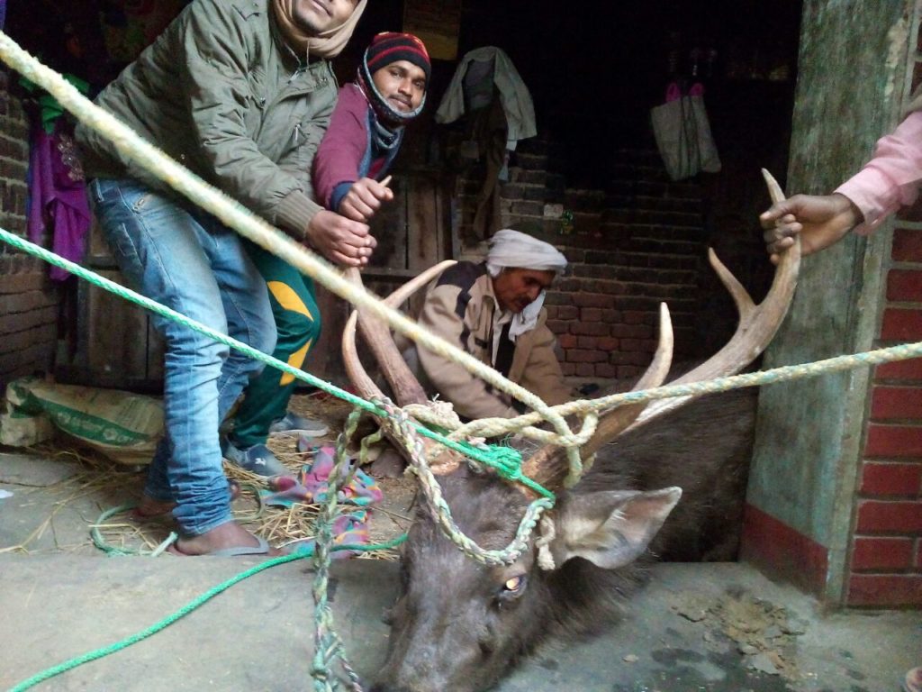 नौतनवा:बरवाकला गांव में घुसा सांभर,मचाया उत्पात,ग्रामीणो ने किया काबू में