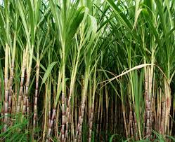 महराजगंज:गन्ना मुल्य का भुगतान नहीं तो दर्ज होगा मुकदमा 