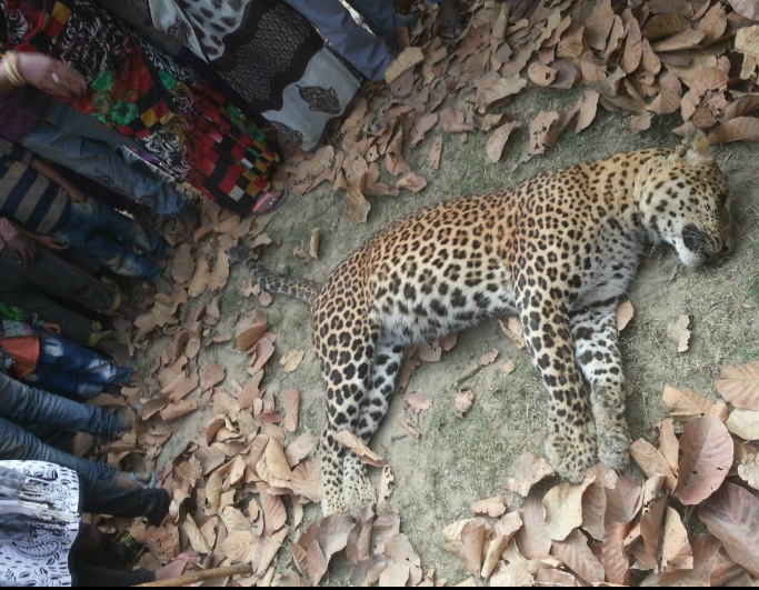 टेढ़ी गांव के पास मिला व्यस्क तेंदुए का शव