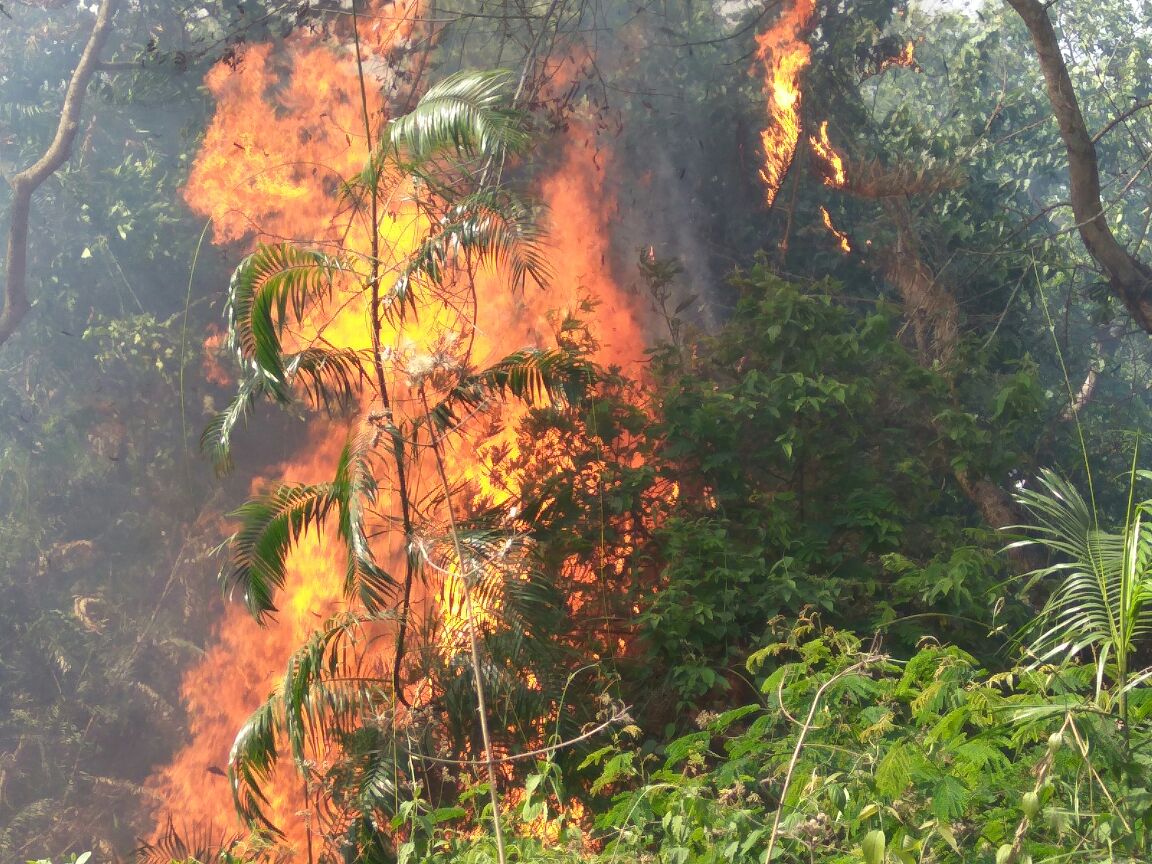 निचलौल: जंगल मे लगी भीषण आग, पहुंचे वनकर्मी 