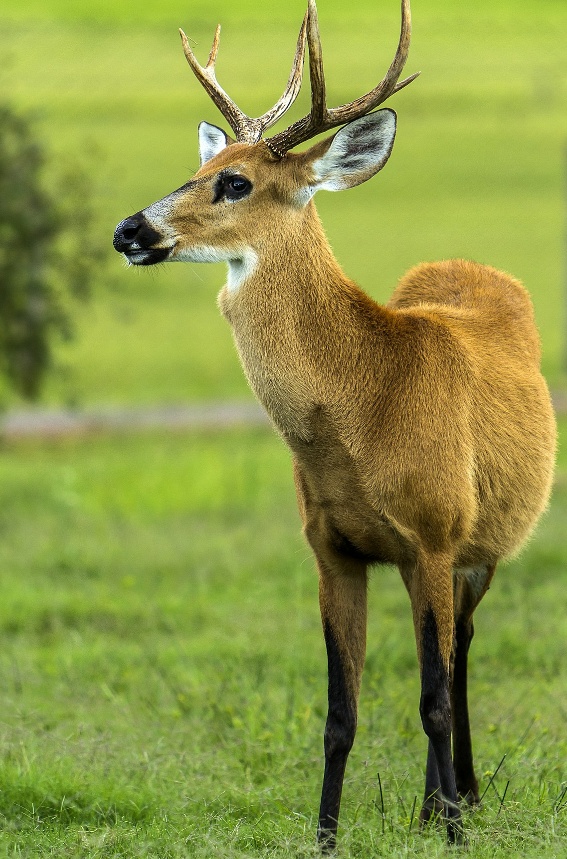 जंगल से भटका हिरन गांव में घुसा, कुत्तो ने काट़ कर किया घायल