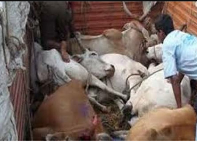 3 पशु तस्कर गिरफ्तार, 6 फरार, दुधारू पशु बरामद