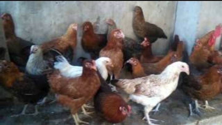 सोनौली:एक बाइक पर लादे दो सौ मुर्गा के साथ एक धराया