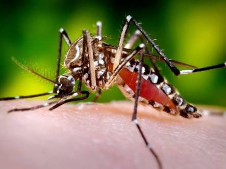 जानलेवा डेंगू से बचना है तो बरतें यह सावधानी