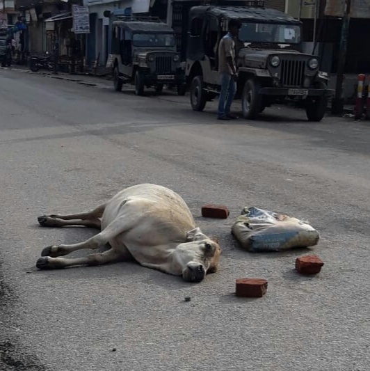 नौतनवा कस्बें में दर्जन भर गोवंशियों की मौत,जिम्मेंदार मौन
