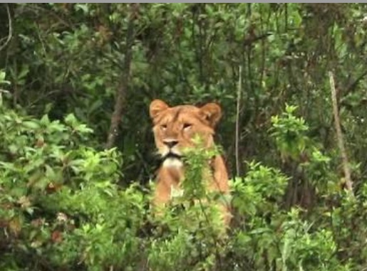 महराजगंज जंगल: बाघों की सुरक्षा में आमजन की भूमिका महत्वपूर्ण---अविनाश