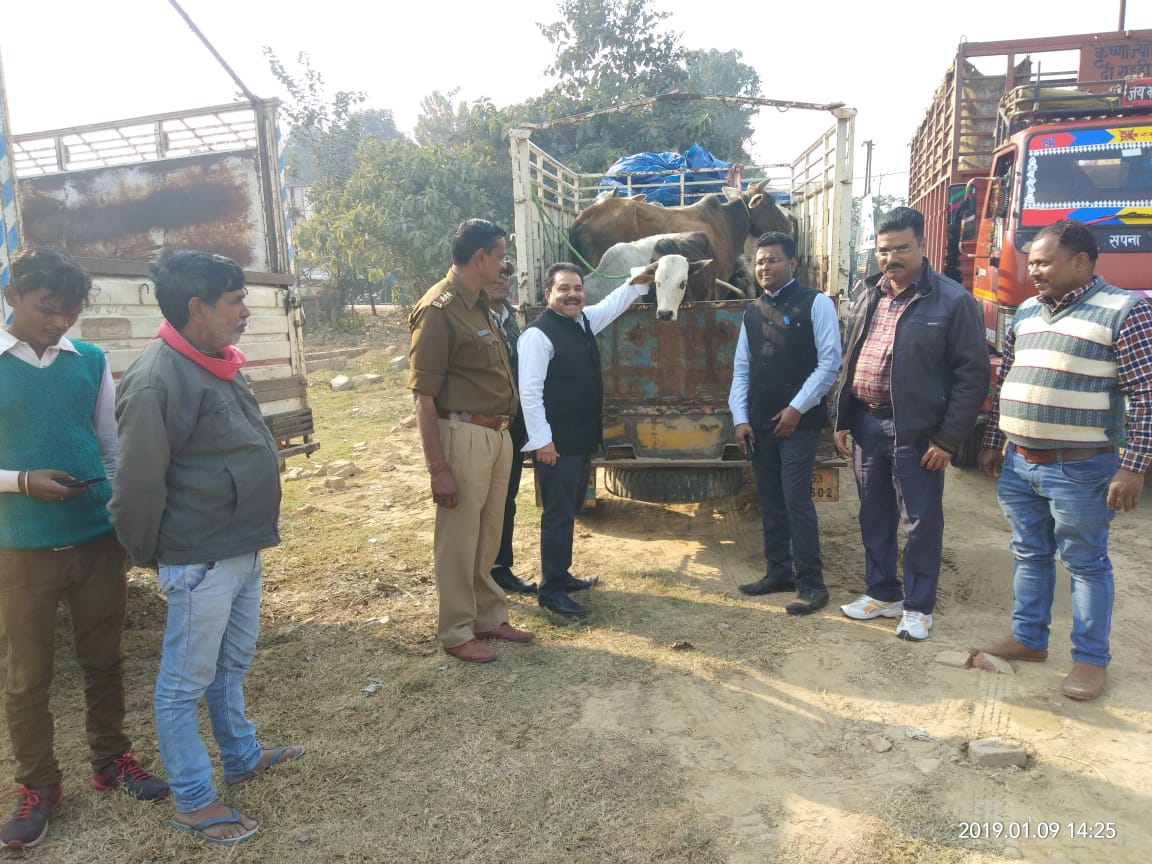 नौतनवा में छुट्टा पशुओं के खिलाफ चला अभियान, दो दर्जन पशु भेजे गये गौशदन।