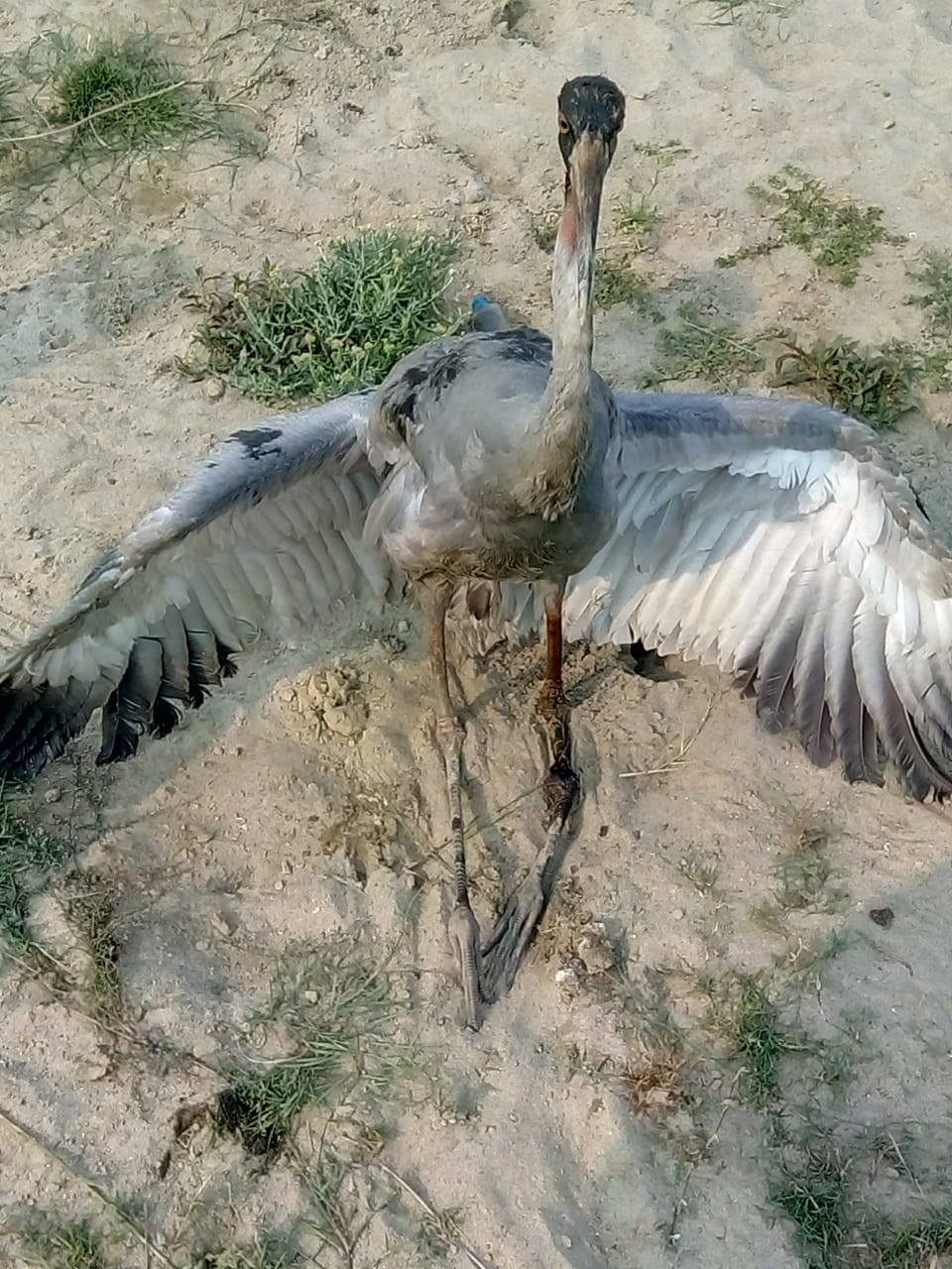 नौतनवा : राजकीय पक्षी सारस घायल