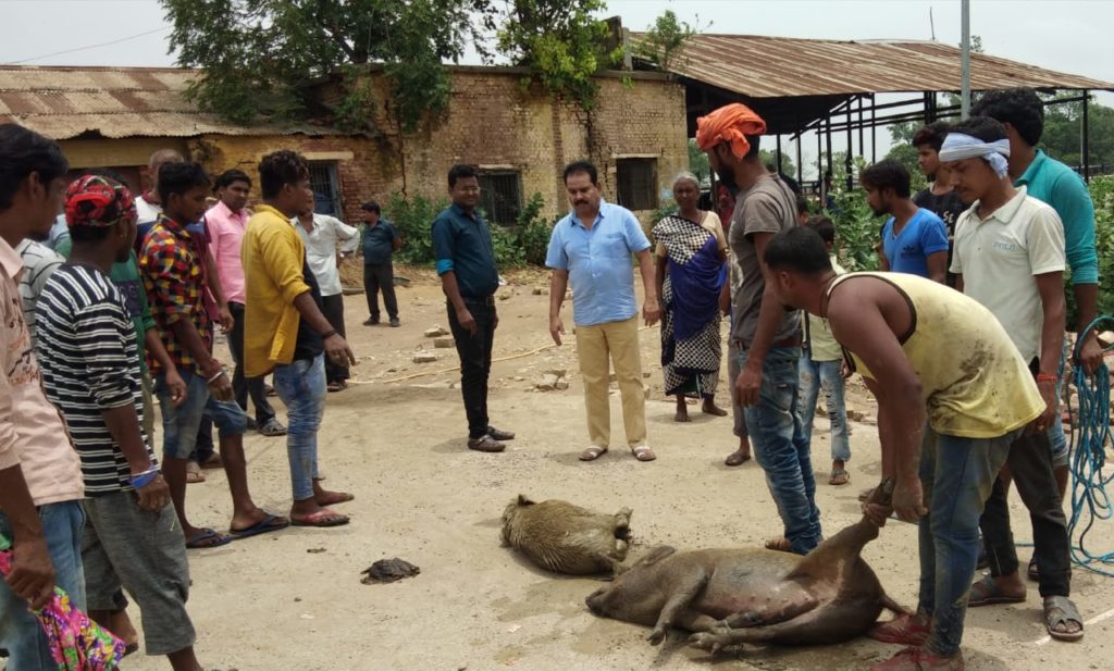 चेयरमैन नौतनवा ने ई.ओं.को लगाई फटकार, इंसेफेलाइटिस संवाहको को पहुंचाएं जंगल