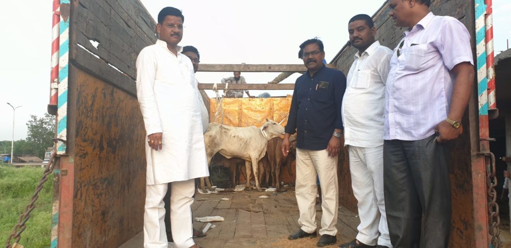 सुधीर त्रिपाठी ने सोनौली नगर पंचायत से 26 छुट्टा पशुओं को भेजवाया गौ सदन