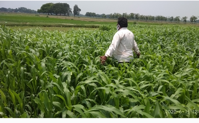 सीमावर्ती फसलों पर टिड्डियों का हमला, किसान परेशान