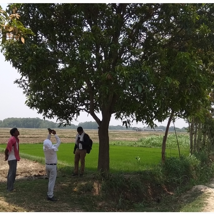 सीमावर्ती फसलों पर टिड्डियों का हमला, किसान परेशान