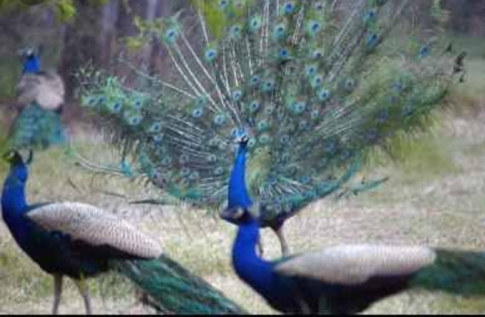 मोरनी के करुण क्रंदन से सबकी की आंखें हुईं नम।