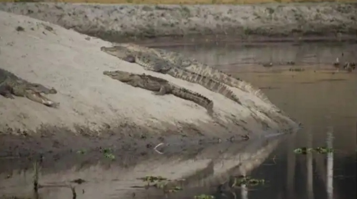 दर्जिनिया ताल: आदमी के साथ मगरमच्छ भी रहते हैं, देखने पहुंच रहे देसी-विदेशी पर्यटक