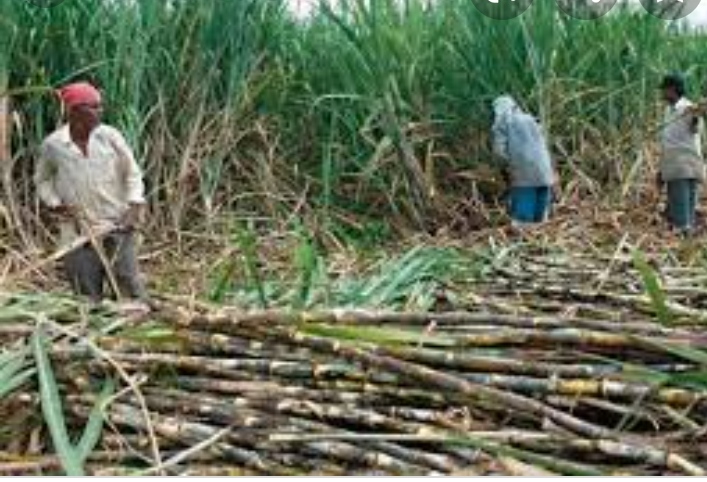 गन्ना किसानों के पांच करोड़ परिवार की चिंता दूर करेगी केंद्र सरकार