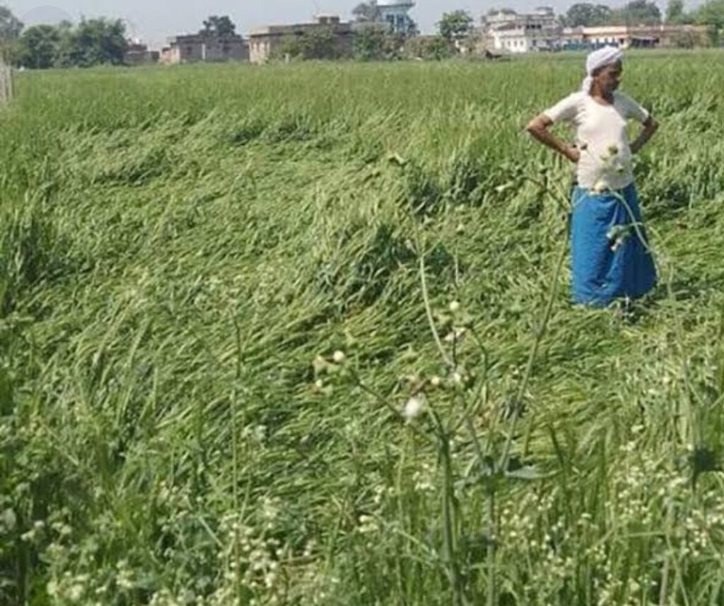 सोनौली बॉर्डर-असमय की बारिश किसानों को पूरी तरह से कर रहा बर्बाद