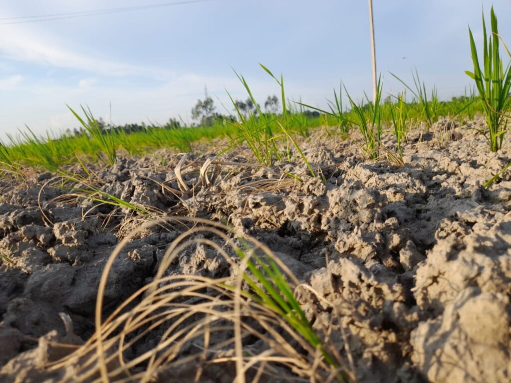 महराजगंज : बिन पानी के सूख रहे हैं धान, बारिश की आस लगाये बैठे हैं किसान