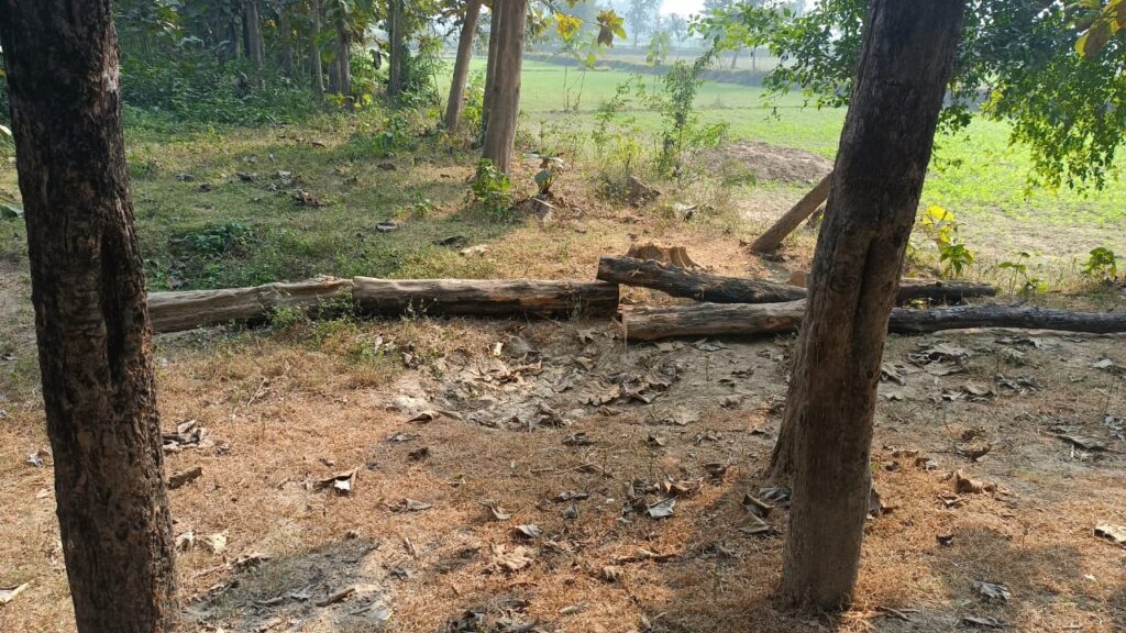 सोनौली: हरदी डाली गांव के नों-मेंस लैंड पर काटे जा रहे हरे पेड़, प्रशासन मौन