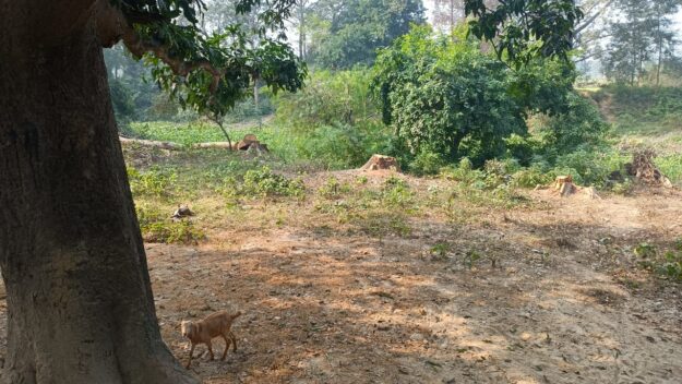 सोनौली: हरदी डाली गांव के नों-मेंस लैंड पर काटे जा रहे हरे पेड़, प्रशासन मौन