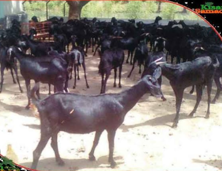 नेपाल को बड़े पैमाने पर हो रही है मांस और मछली की तस्करी