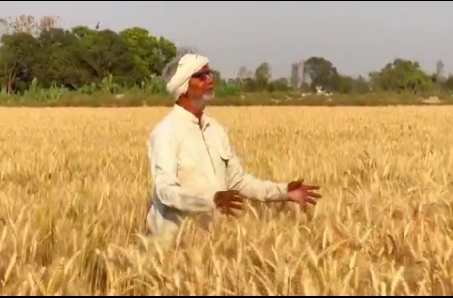 खेत से ही बिकेगा किसानों का गेहूं-- डीएम महाराजगंज