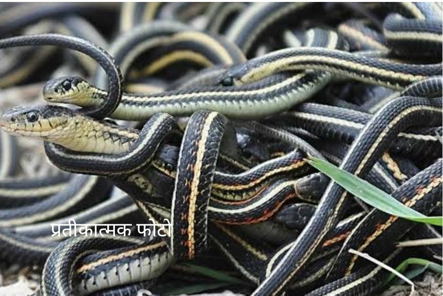 सोनौली: हरदी डाली गांव के अंडरग्राउंड बेसमेंट में मिले सांपों का झुंड, इलाके में दहशत