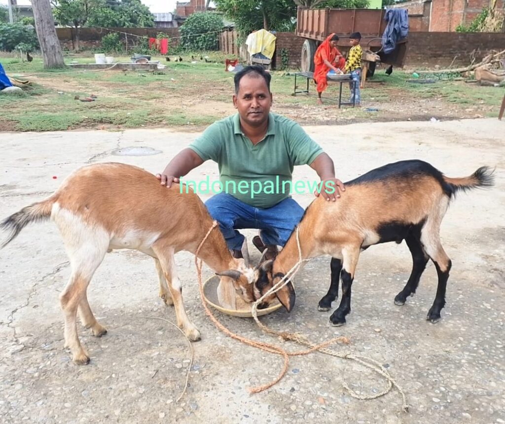 बकरीद पर कलामुद्दीन आज देंगे अपने सबसे प्रिय दो बकरों की कुर्बानी