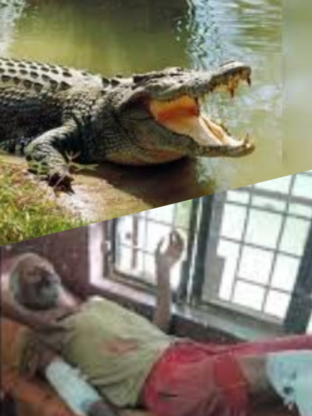 मगरमच्छ के हमले में अधेड़ घायल, ग्रामीणों ने बचाई जान