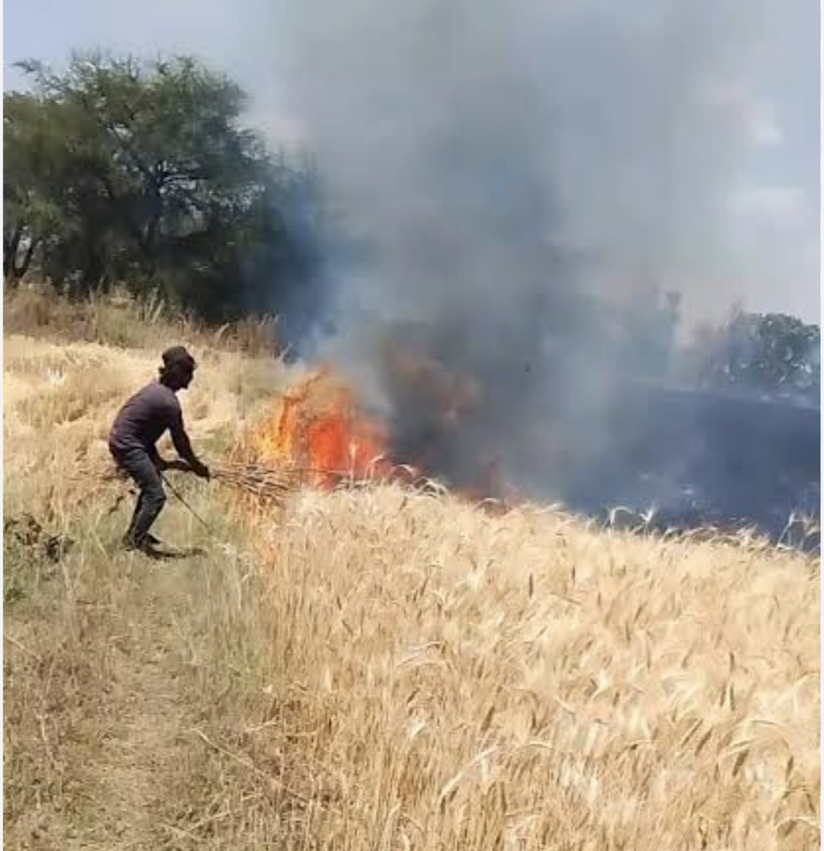 भीषण आग से 35 एकड़ गेहूं की फसल जलकर राख, तीन झोपड़ियां भी खाक